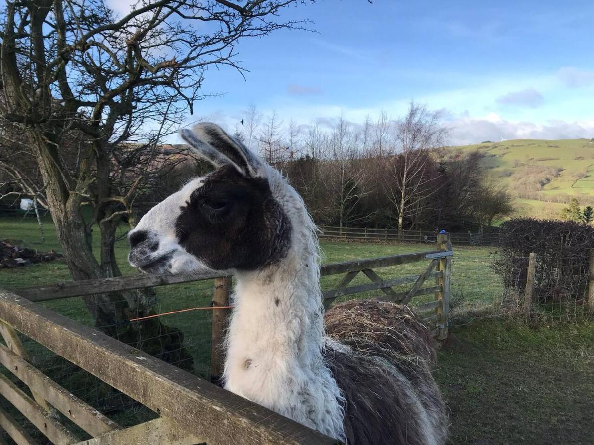 Cosy Cottage For Ecotourism Lovers Near Corwen Bagian luar foto